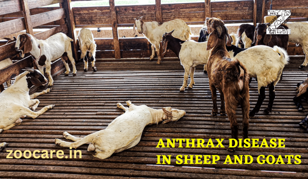 Understanding Anthrax in Sheep and Goats: A Guide for Indian Farmers ...