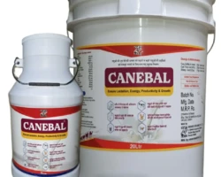CANEBAL GOLD